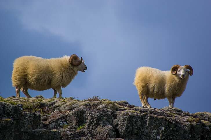 lana de ovejas